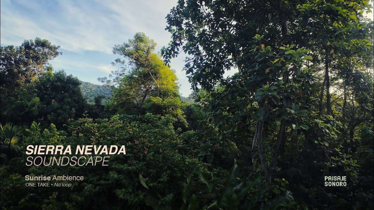 Sunrise Birds Ambience | SIERRA NEVADA SOUNDSCAPE | One Take • No Loop •  | Colombia