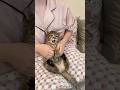 ドラマチックすぎる子猫