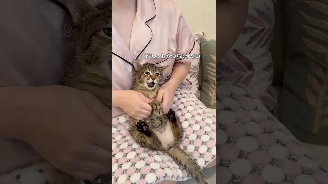 ドラマチックすぎる子猫
