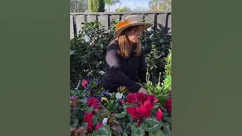 The Best Flowers to Plant for Your Winter Garden w...