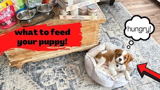 WHAT TO FEED A NEW CAVAPOO PUPPY! | What I fed first few months, plus treats and chews!