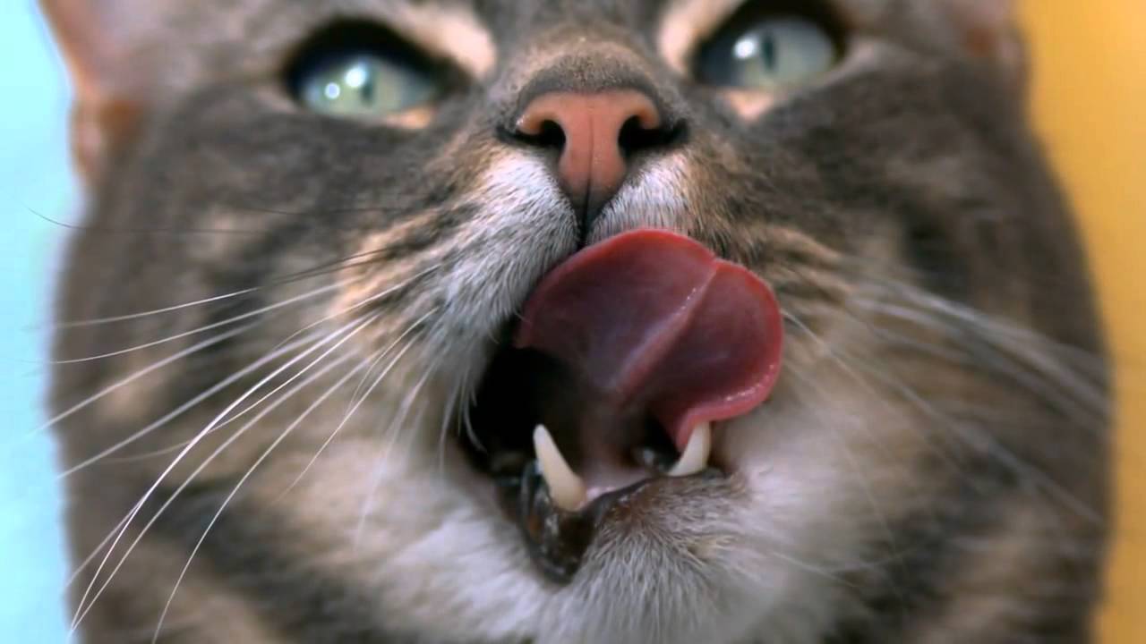 Slow Motion Cats Funny Commercial YouTube