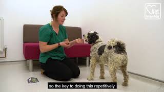 Exercising with your dog?  Top tips for warm-ups by Vet's Klinic 177 views 3 years ago 2 minutes, 51 seconds