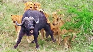 Buffalo Miraculously Escapes 17 Hungry Lions