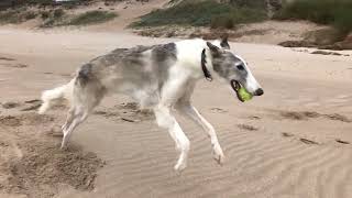 Borzoi running slow motion