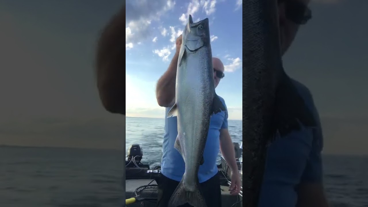 Lake Ontario Salmon Fishing July 14 from Mississauga YouTube