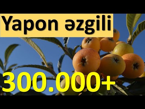 Yapon əzgili nədir? | Yeni dünya meyvəsi / Muşmula və onun faydaları