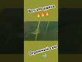 Огромный СОМ выходит прямо на меня 😱😱 - НЕ ОЖИДАЛ что так ПОВЕЗЁТ.. #подводнаяохота #рыбалка #сом