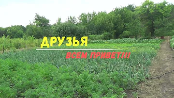 Цветёт картошка | второй раз окучивать не будем