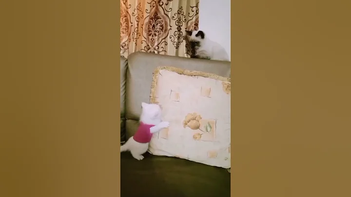 Video 3696071: persian kittens cute fight, persian kitten kitty cute, persian lovely cute kitten, persian kitten cute funny