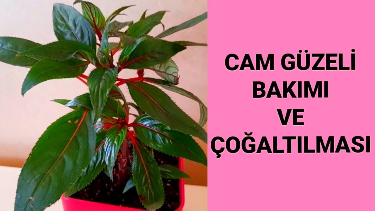 CAM GÜZELİ BAKIMI VE ÇOĞALTILMASI🪴Saksı değişimi#çiçekbakımı