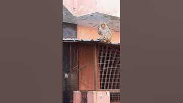 VRINDAVAN Ke Natkhat Bander😂|| Attack on Specs 👓  for frooti 😂 be aware of monkey 🐒 in vrindavan 🐵