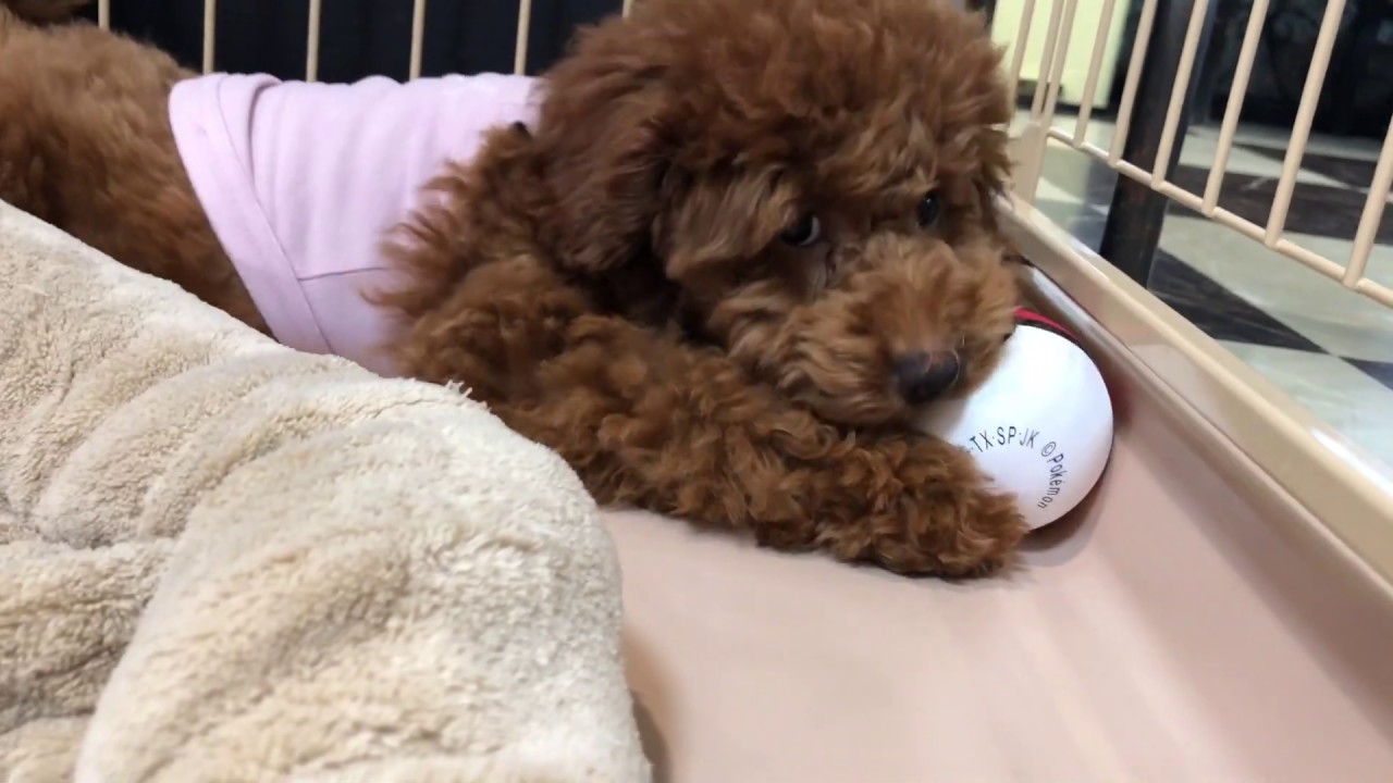 あなたはどれにする ペット用おもちゃモンスターボール 犬ごころ ららぽーと店のブログ あなたはどれにする ペット用おもちゃモンスターボール 犬ごころ ららぽーと店のブログ