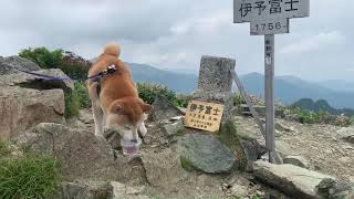 Shibainushibadog 柴犬登山　Ufoラインから伊予富士まで Shiba Inu Mountain Climbing From Ufo Line To Iyo Fuji