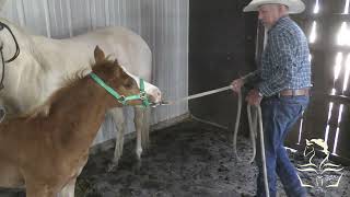 Halter Training a 7 Week Old Filly  Low Stress Low Expectations