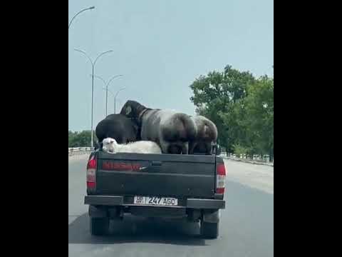 Kalçalı Koyunlar