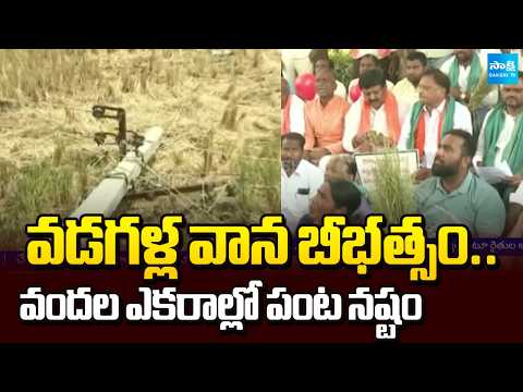 700 Acres of Paddy Damaged in Suddapalli Village Due to Hailstorm | Telangana Farmers | @SakshiTV​ - SAKSHITV