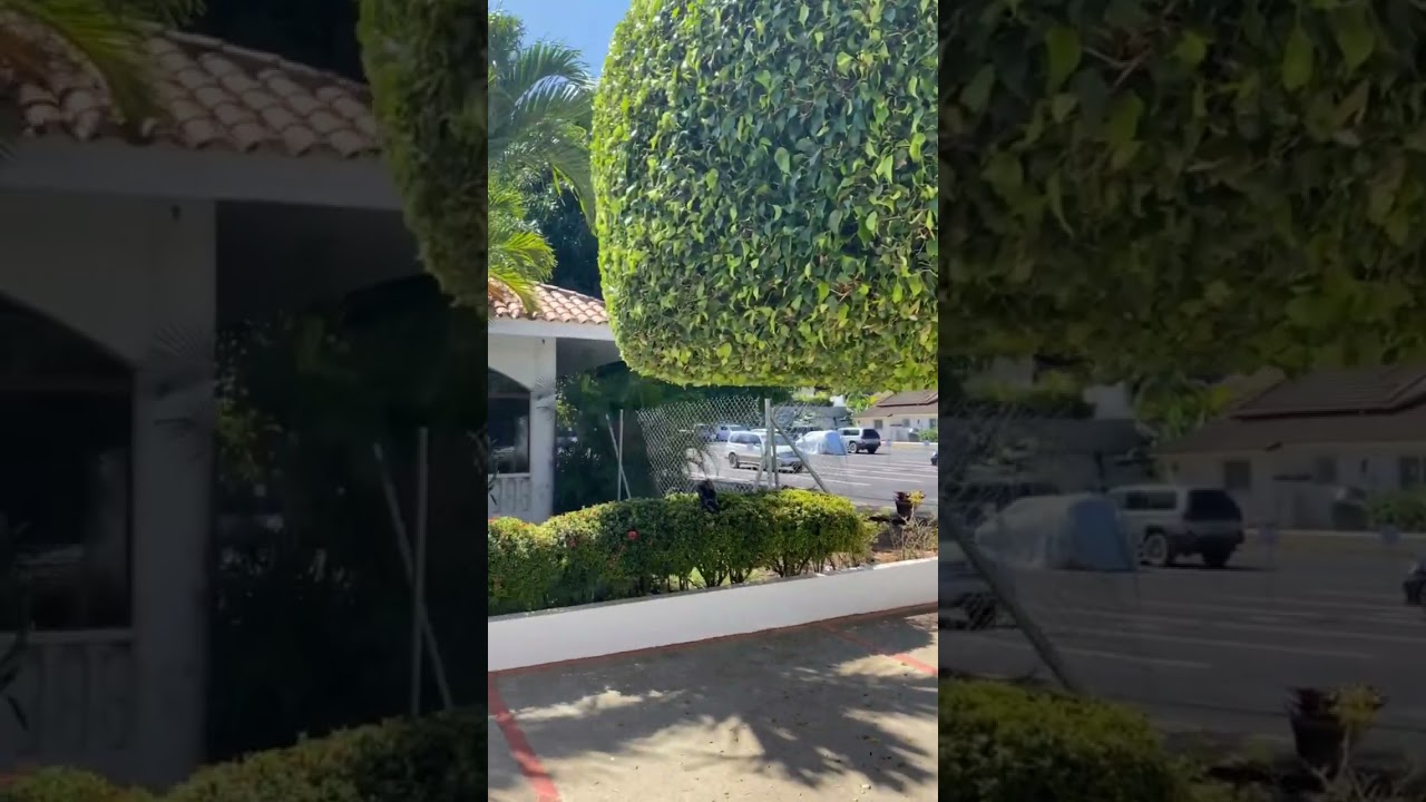 APARTA HOTEL MONTE VISTA Sosúa Cabarete Buying Dominican Republic