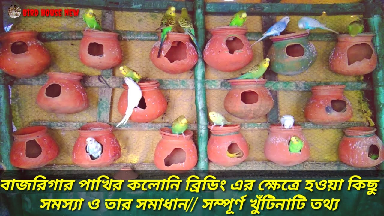 বদ্রি পাখির কলোনি ব্রিডিং এর কিছু সমস্যা ও তার সমাধান// সম্পূর্ণ খুঁটিনাটি তথ্য/