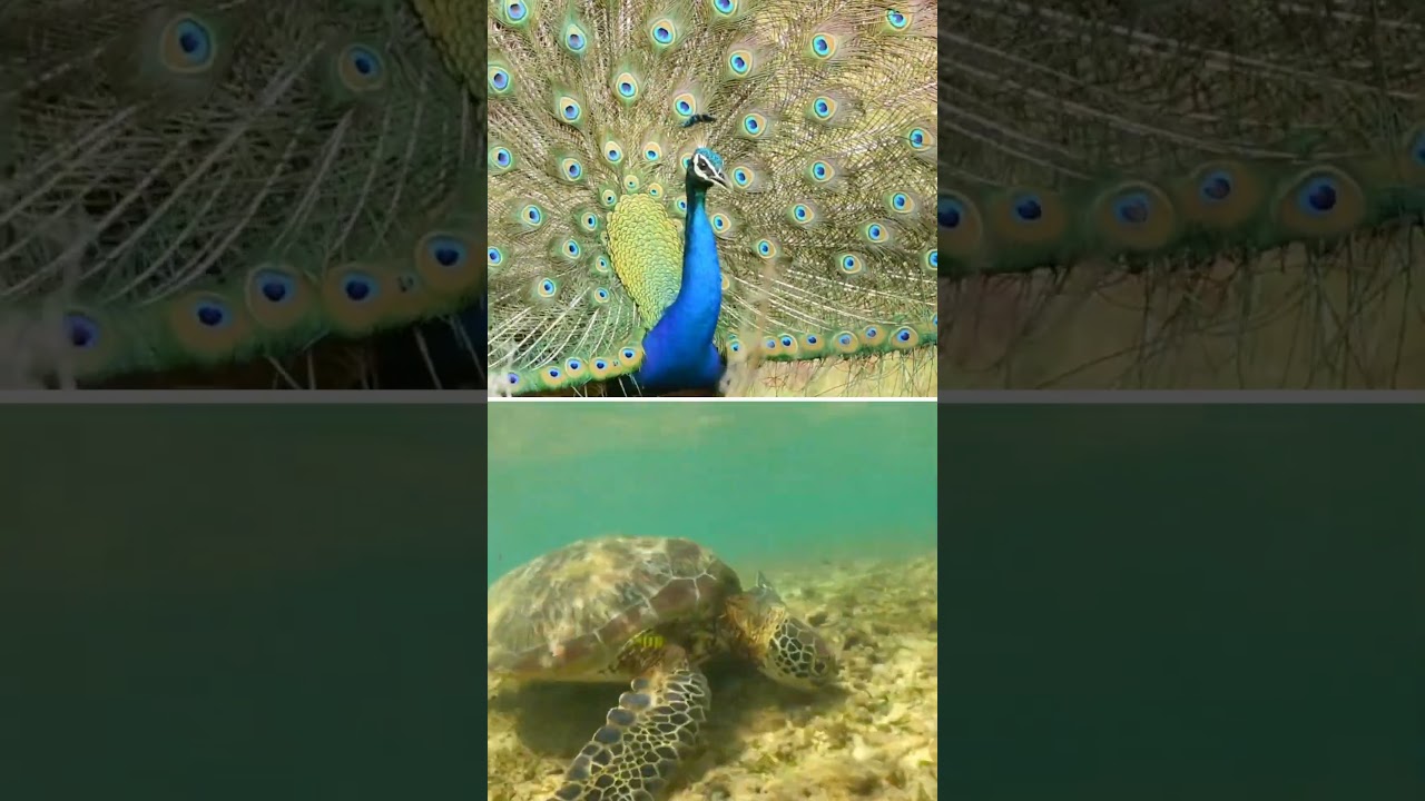 Before we build, before we take, the wild was already here 🌿 #WorldWildlifeDay #EcoFocusSriLanka