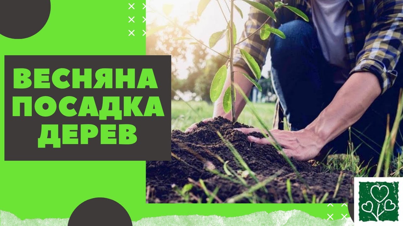 Весняна посадка дерев