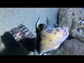 Diving under the sea to catch eels, crabs and sea cucumbers | Part 87-1