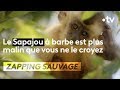 Le sapajou à barbe est plus rusé que toi ! - ZAPPING SAUVAGE