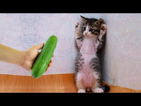 Try Not To Laugh Pets: Funniest Cats Videos #19 | Funny Animal Videos 2023