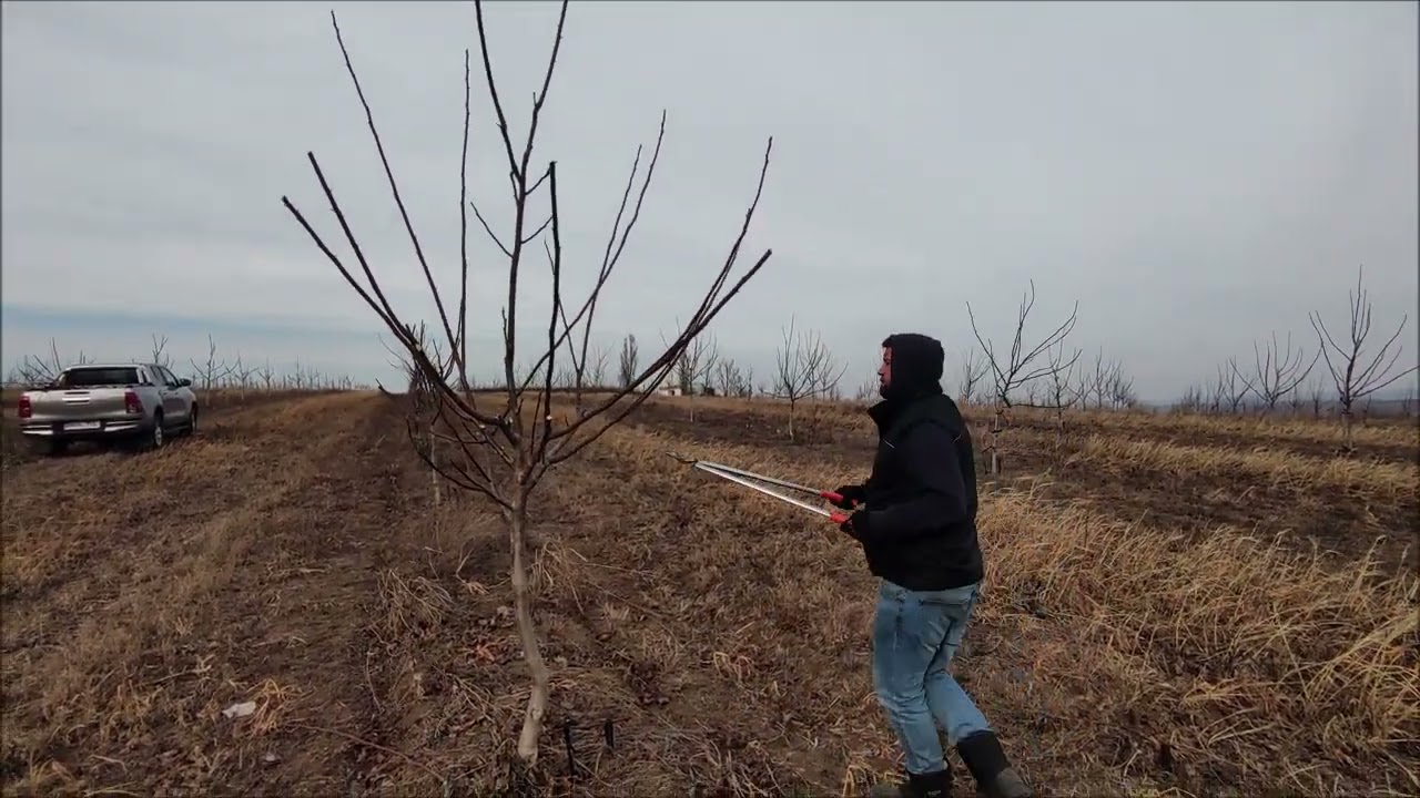 Câteva repere suplimentare la formarea coroanelor la pomii tineri de nuc. Soiul Ferjean. Mar. 2022.