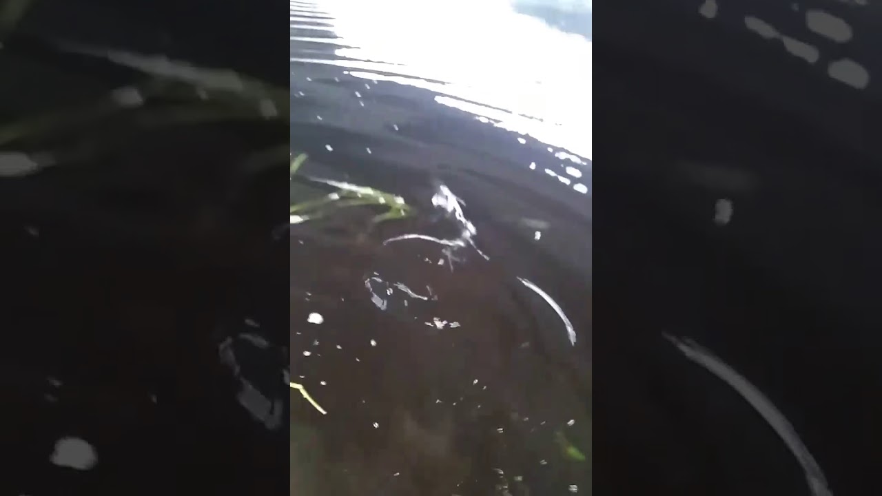 Peace River in Bartow Florida off highway 60