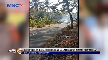 Kehabisan Makanan, Kawanan Kera Masuk Permukiman Warga di Gunungkidul #LintasiNewsPagi 08/09