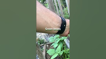 Blue lake pole beans #gardening #greenbeans