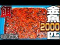 【閲覧注意】2000匹の金魚を腹ペコの古代魚水槽に入れてみたら...