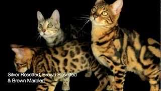 Introduction To Bengal Cats Part 1: Colours and Markings