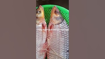 CÁ CÓC SÔNG - ĐẶC SẢN CÁ SÔNG THIÊN NHIÊN AN GIANG