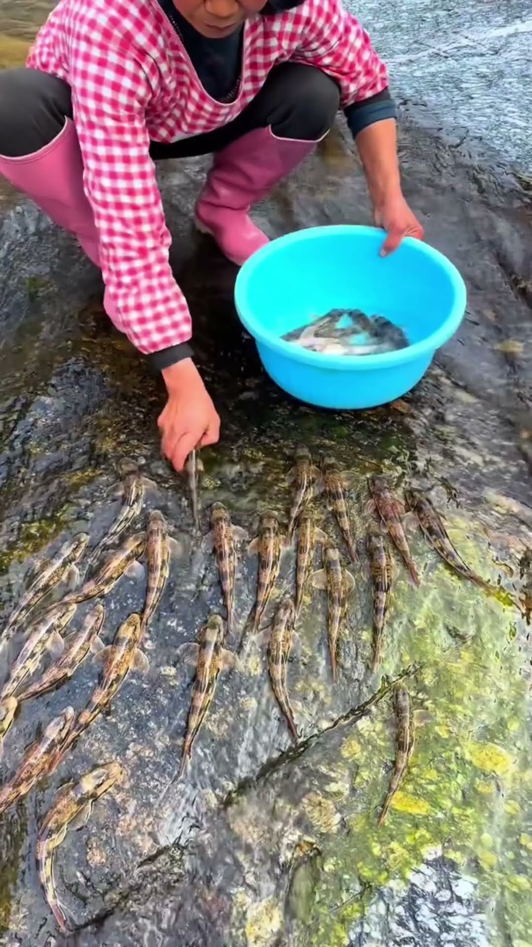 how the fish is on the stone #shortsvideo