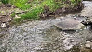 Baby Duck Attacked LOST from MOM