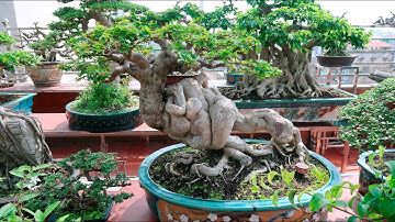 Vườn Bonsai Cây Cảnh Nghệ Thuật Trên Tầng 6 Đẹp Long Lanh (0915306599)