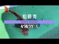 相模湾　ホウボウゲーム の動画、YouTube動画。