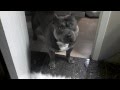 Dog CAN communicate, will answer yes/no questions - nothing like him alive Dog CAN communicate, will answer yes/no questions - nothing like him alive