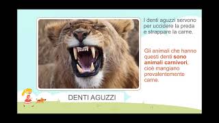 Prima classificazione degli animali: classifichiamo in base all'alimentazione.
