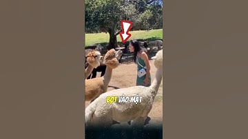 Tại sao lạc đà alpaca thường phun nước bọt vào mặt du khách, sự thật thú vị mà có thể bạn chưa biết.