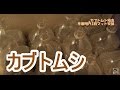 【！幼虫映像注意！】カブトムシ飼育　冬眠明けの幼虫マット交換（3月）