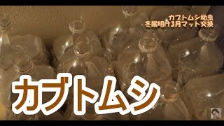 【！幼虫映像注意！】カブトムシ飼育　冬眠明けの幼虫マット交換（3月）