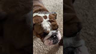 Drama log. #dog #bulldog #funny #englishbulldog #funnydog #adorabledog #barking #sassydog #dogmom