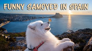 Funniest moments of my Samoyed from Spain by Wanderlust Samoyed 1,032 views 9 days ago 3 minutes, 6 seconds