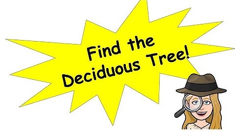 Find the Deciduous Tree!