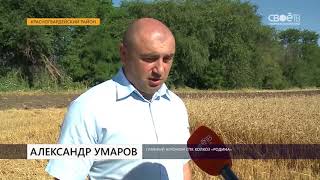 Битва за урожай на Ставрополье набирает обороты СПК колхоз 