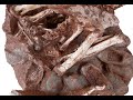 New batch of dinosaur fossils discovered in China| CCTV English