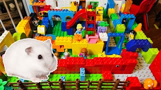 🐹 Hamster in Lego Land Maze Obstacle Course Challenge!